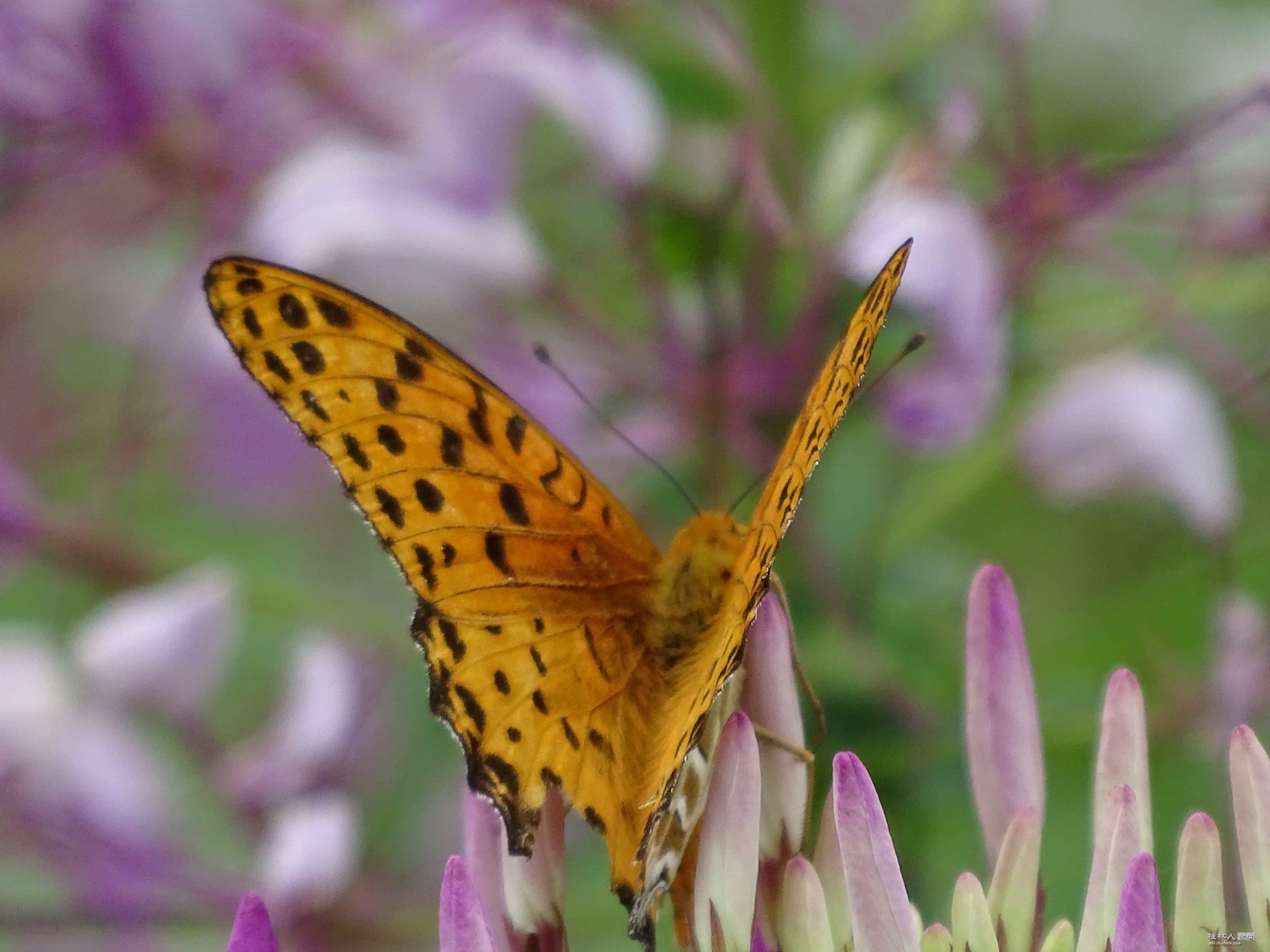 DSC00043.JPG