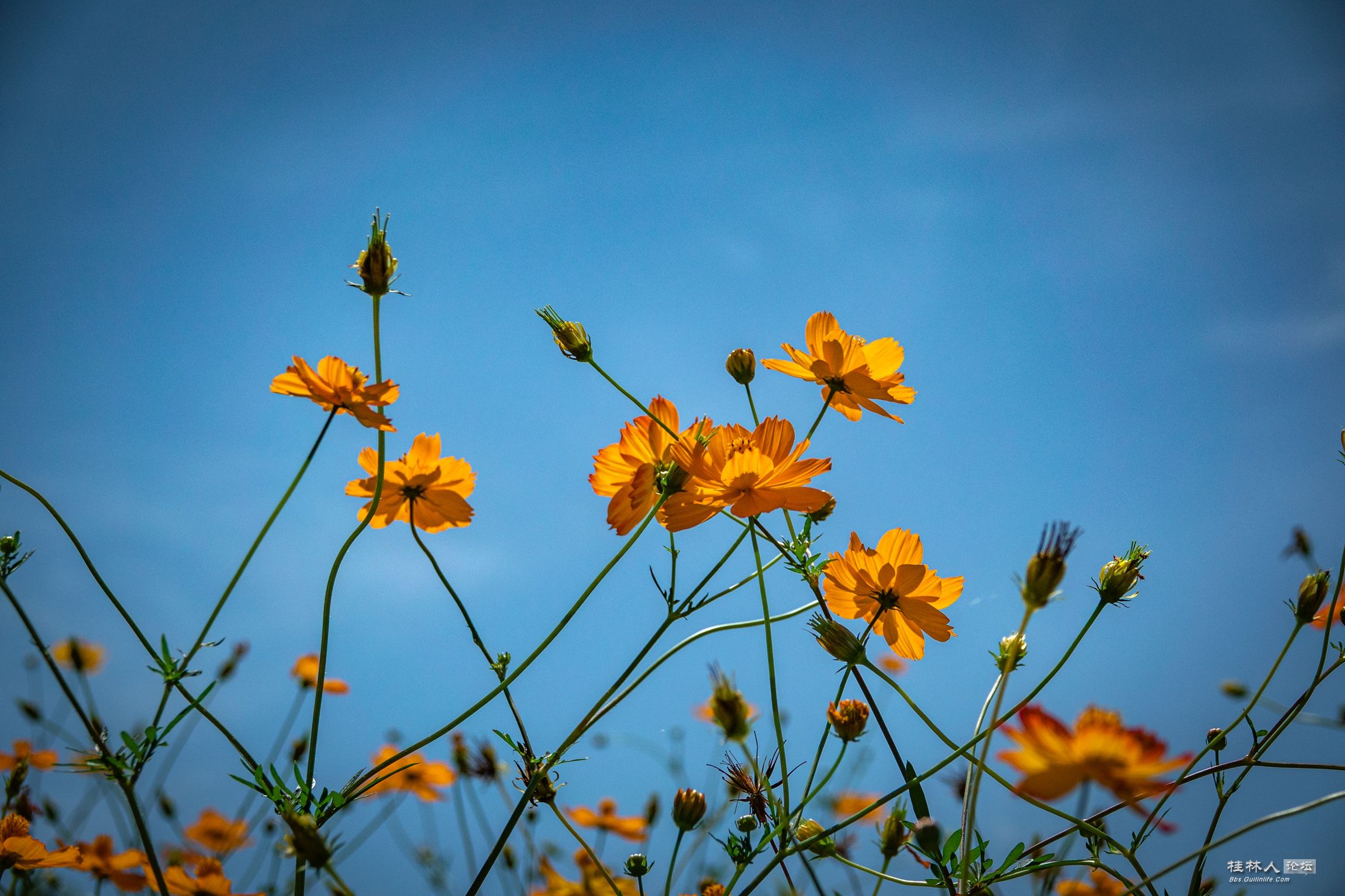 DSC08800-0_.jpg