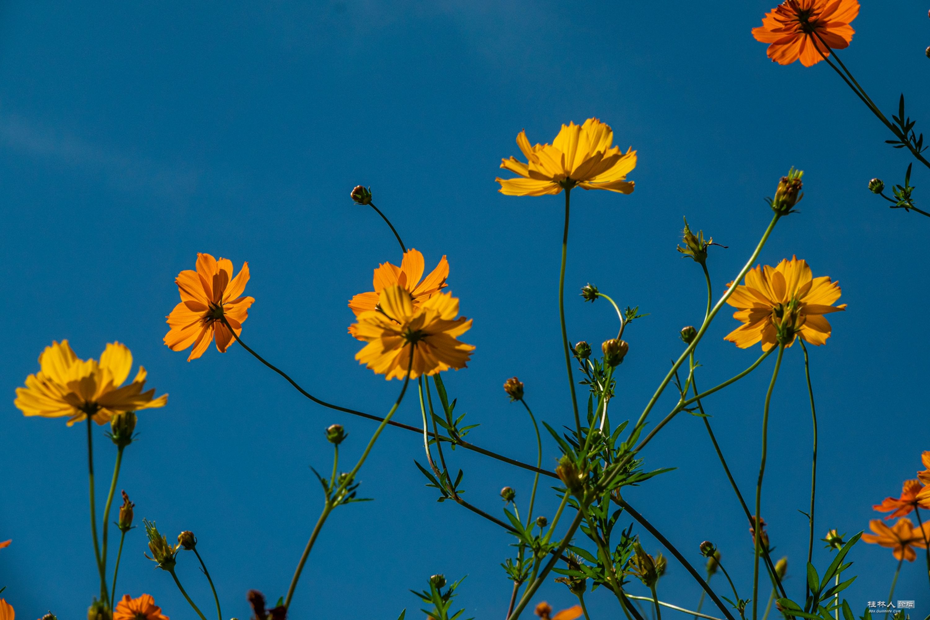 DSC08752-0_.jpg