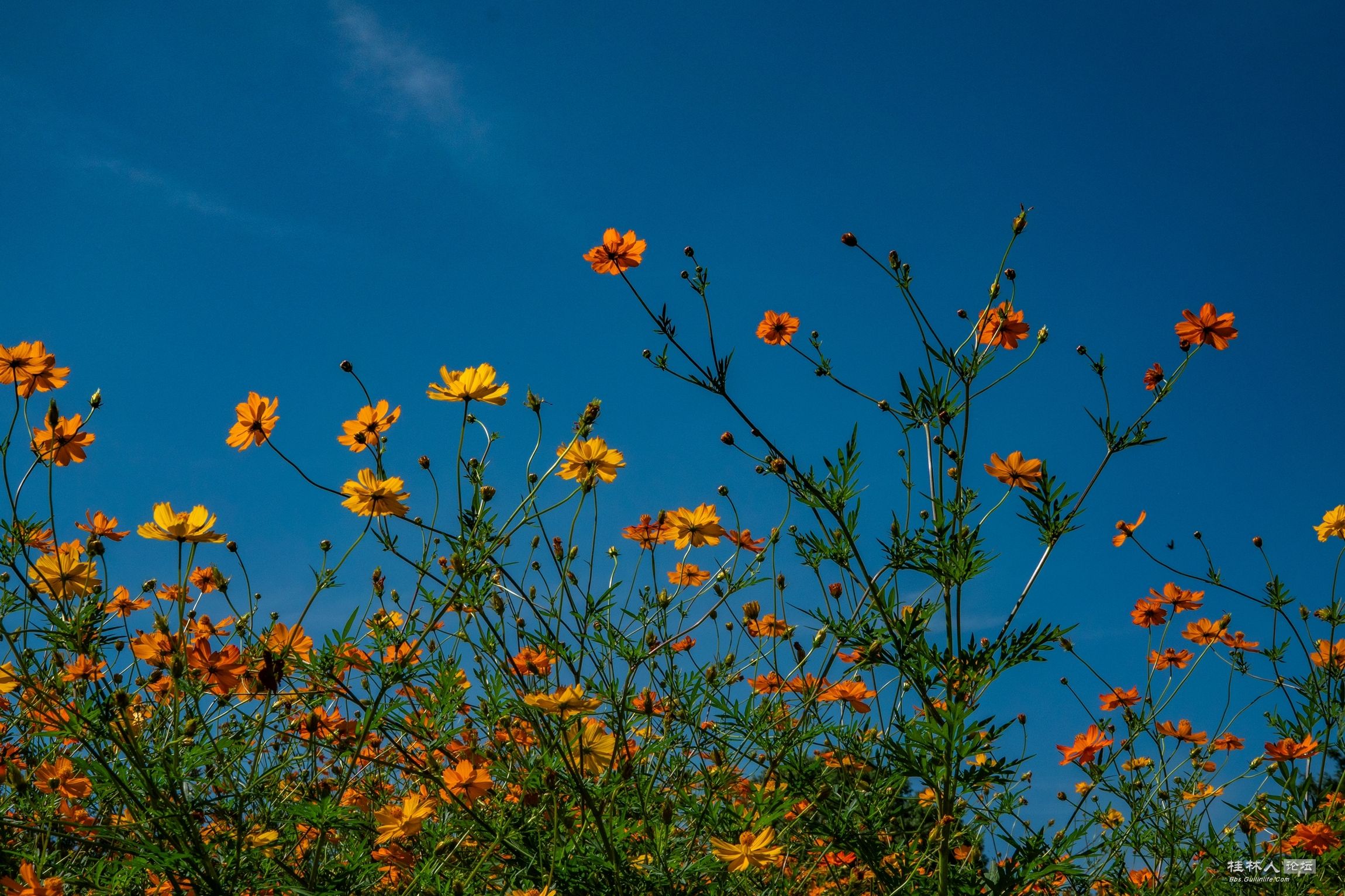 DSC08753-0_.jpg