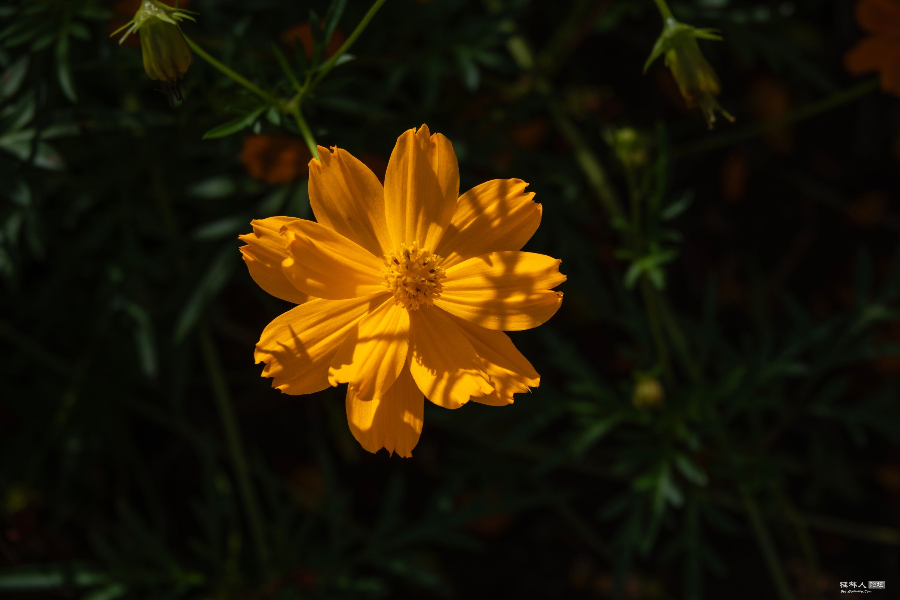 DSC08756-0_.jpg