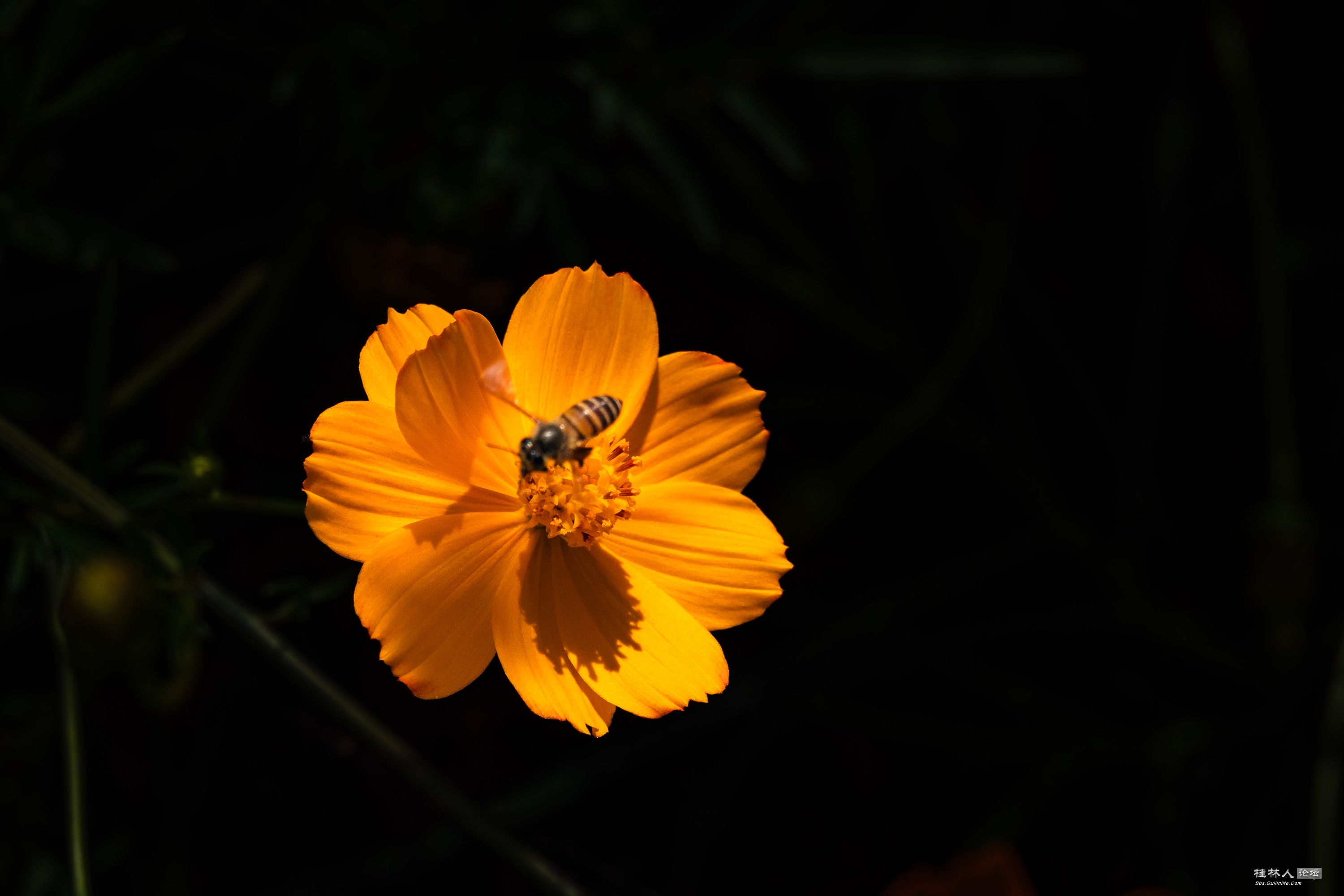 DSC08757-0_.jpg
